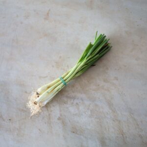 Ceba tendra