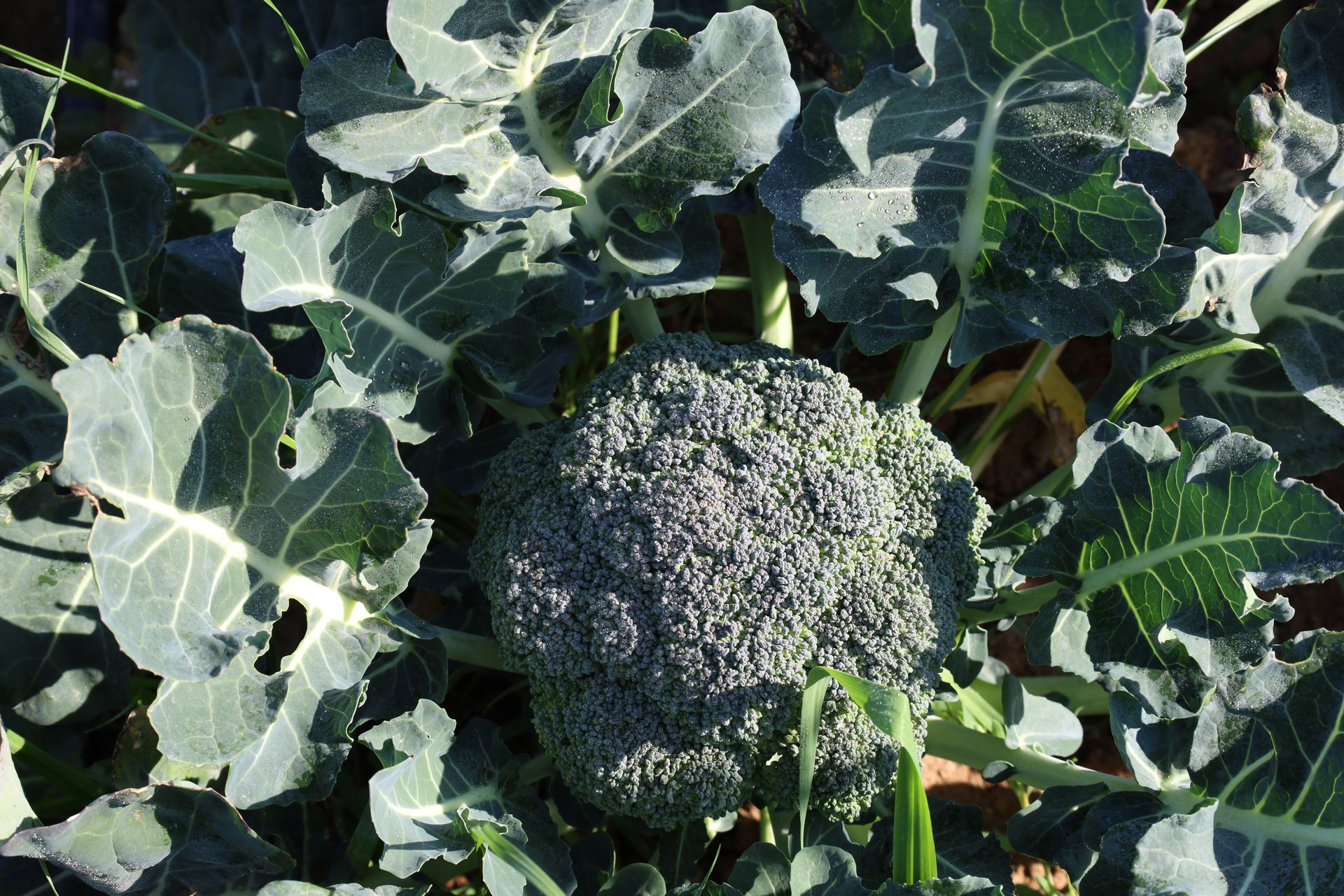 Brocoli (Kg) - Imatge 3