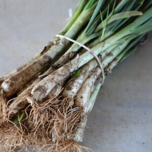 Calçot Manats de 25u