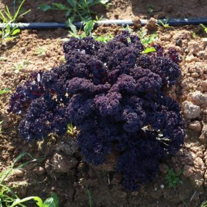 Col Kale Morada manat de 300gr