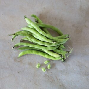 Fava