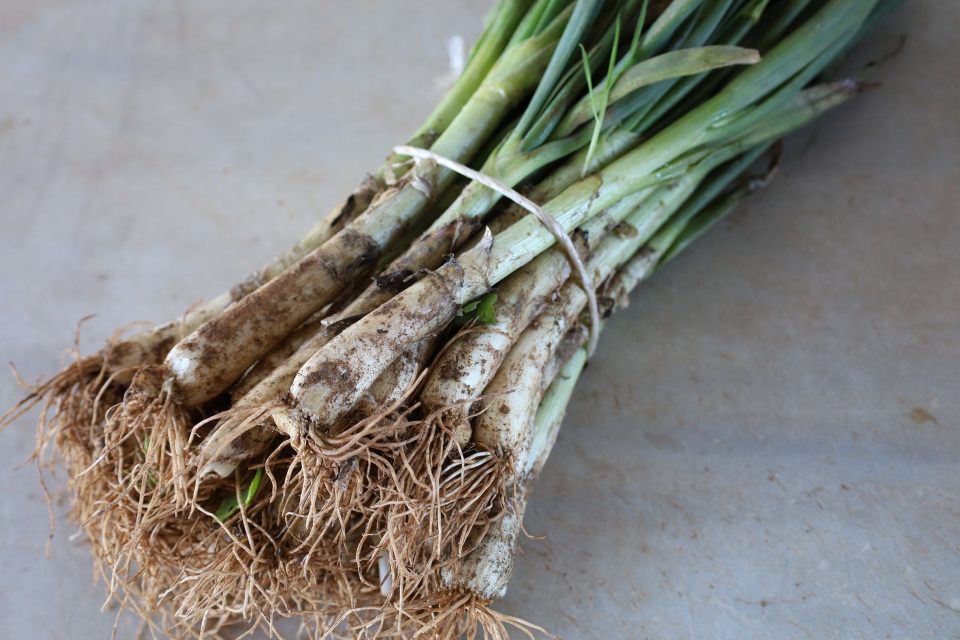 Calçots (pack 1 manat de calçots + 1pot salsa)