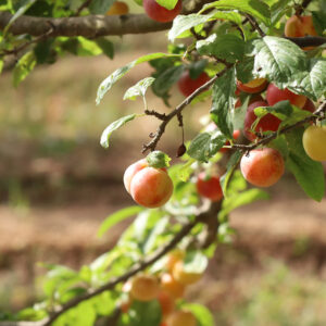 Fruita