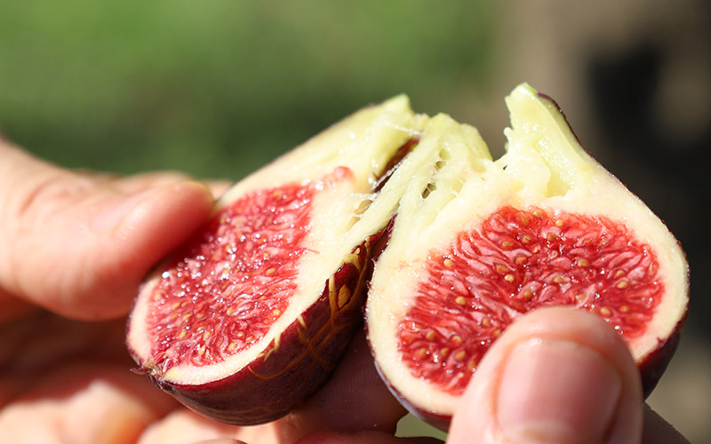 Les últimes figues de la temporada