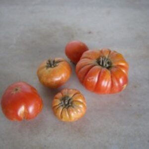 Tomàquet madurat oferta 10 kg