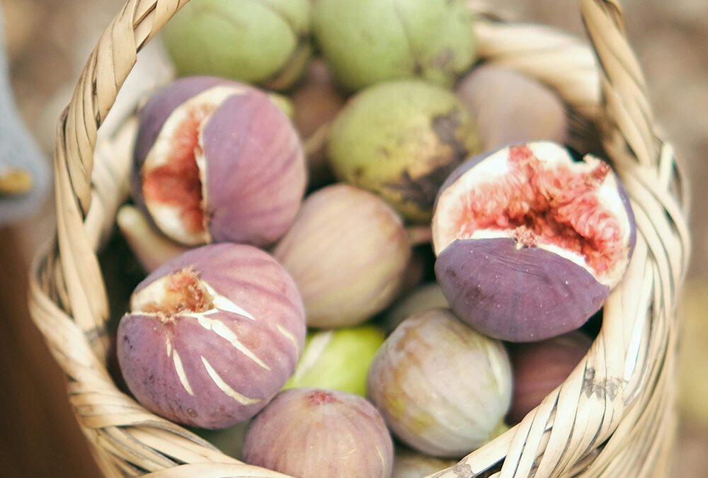 Septembre – Descobreix les figues de tugas pagès