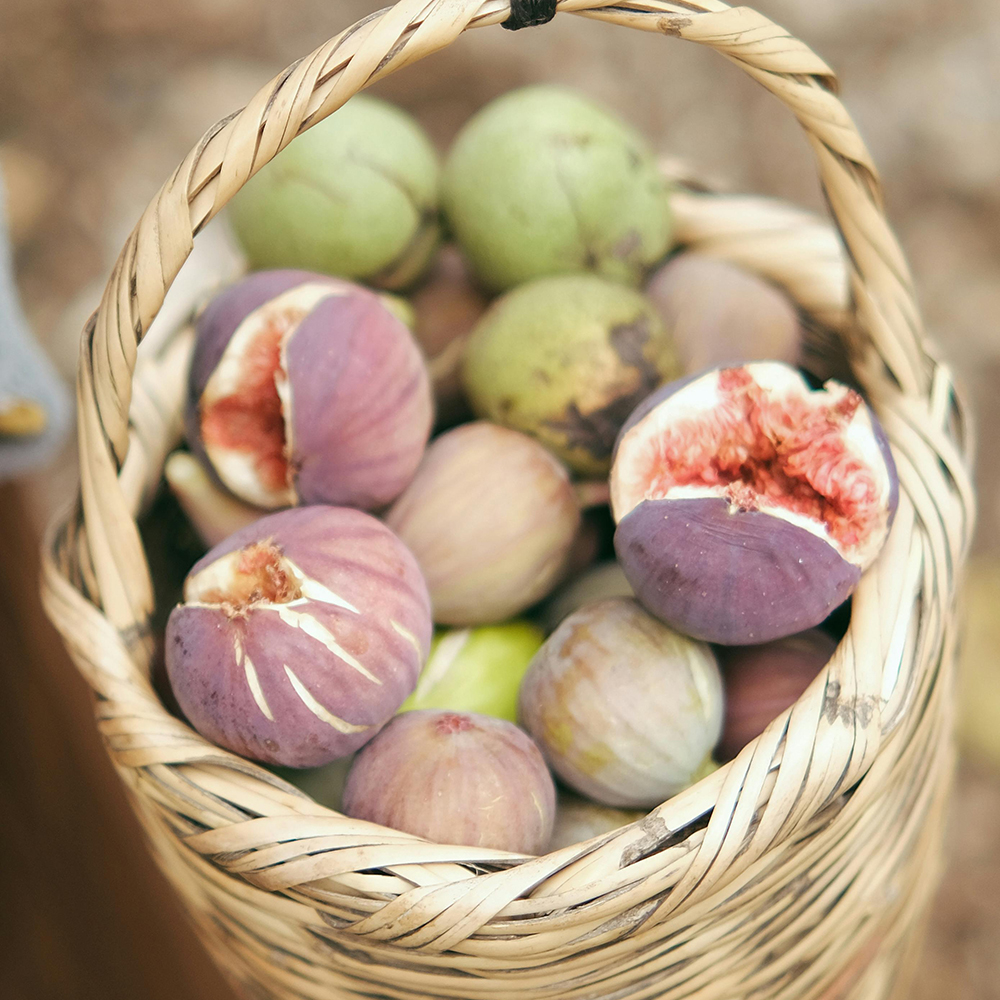 Septembre – Descobreix les figues de tugas pagès